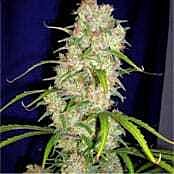 cannabiogen regular mix