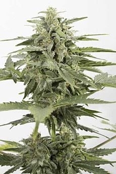 Industrial Plant Autoflowering CBD