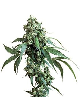 Sensi Seeds - Jack Flash Regular