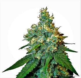 Sesi Seeds Jack Herer Fem