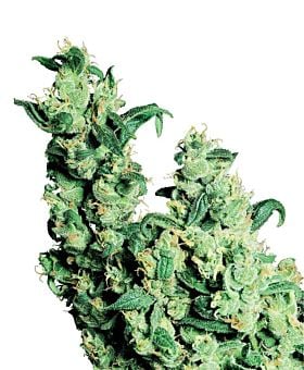 Sensi Seeds - Jack Herer Regular