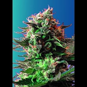 Sweet Seeds Jack 47 Fem