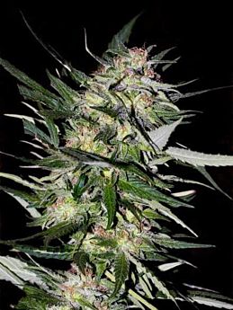 Advanced Seeds Jack Plant Feminised 