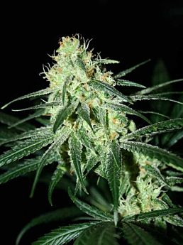 karma genetics Jack O Nesia