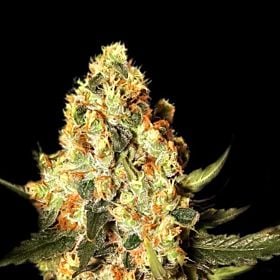 EVA Seeds - Jamaican Dream