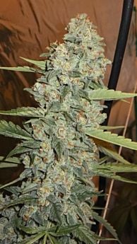 Cali Connection Seeds Jedi Kush Regular