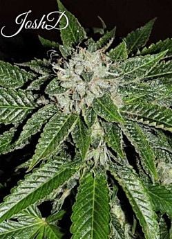 Josh D Seeds OG Fem