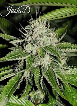 Josh D Seeds OG Reg