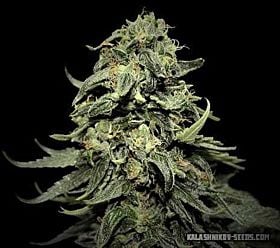 Kalashnikov Seeds Kabul Express Fem
