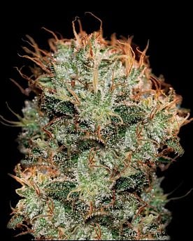 Kaia Kush