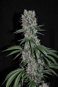 Allstar Genetics Kali-Mist x Alegria