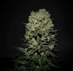 Kalashnikov Seeds Kalashnikov Express Fem