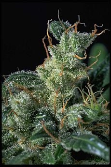 Serious Seeds - Kali Mist Regular