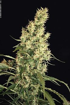 Serious Seeds Kali Mist Feminised