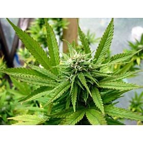 Reserva Privada Kandy Kush Regular