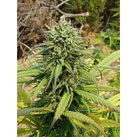 Reserva Privada Kandy Kush Feminised