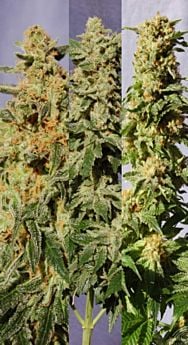 Kannabia Seedbank Crystal Mix Feminised 