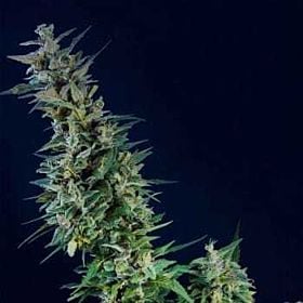 kannabia kama kush cbd