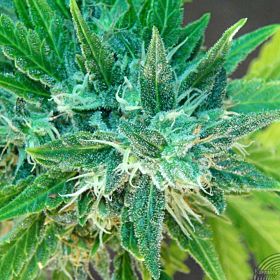Kannabia Seeds - Kannabia Special Automática