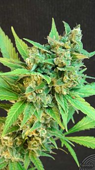Kannabia Seeds- Thai Fantasy Automatic Feminised 