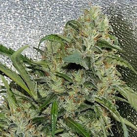 Amnesia OG