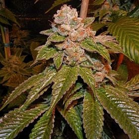 Karma OG