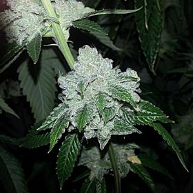 Karma Genetics CookieWreck X Biker LTD Regular