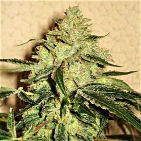 Karma Squad RoadDawg Fem