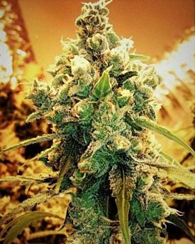 Grand Daddy Purple Seeds Ken's Honeydew Reg