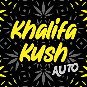 Khalifa Kush autoflower seeds