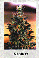 Dutch Passion Khola Feminised