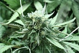 The Devil's Harvest Seed Company - Khufu