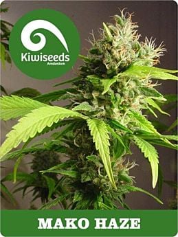 kiwi seeds mako haze