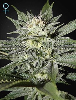 greenhouse king's kush cbd