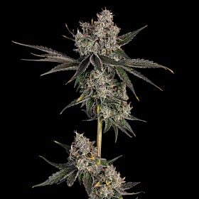 Knockout Feminized - Happy Valley Genetics