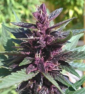 Auto Grandaddy Purple Kush