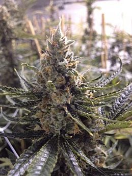 DNA Genetics Seedbank Kosher Tangie Feminized