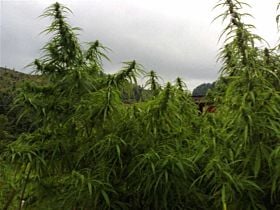 The Real Seed Company Kumaoni Regular
