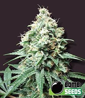 Bomb Seeds Kush Bomb Feminized 