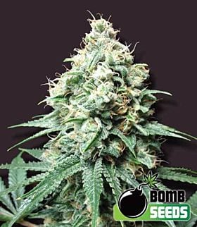 Bomb Seeds Kush Bomb