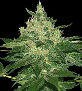 World of Seeds Afghan Kush Feminised