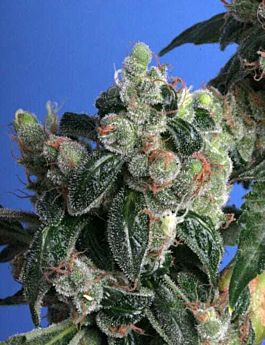 TH Seeds - Kushage