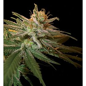 DNA Genetics Kushberry Regular
