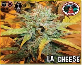 Big Buddha L.A. Cheese Feminised