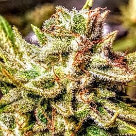 Lady Sativa Atomic Oranges Regular