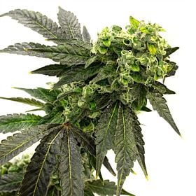 Lady Sativa Bad Azz Orange Regular