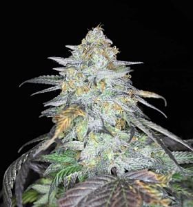 Gage Green Group L.A Haze