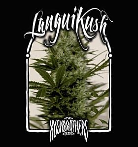 Kush Brothers Langui Kush Fem 