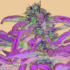 Ayahuasca Purple