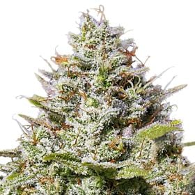Barney's Farm Blue Gelato 41 Fem